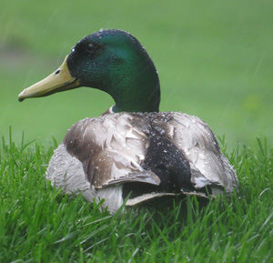 Don't be a sitting duck for copyright infringement